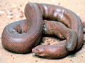 मांडूळ सापाची तस्करी करणाऱ्या दोघांना पकडले! - Marathi News | Mandul catches two snake smugglers! | Latest buldhana News at Lokmat.com