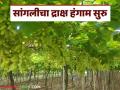 Draksh Bajar Bhav : सांगली जिल्ह्यात द्राक्ष हंगामास प्रारंभ; चार किलोच्या पेटीस कसं मिळतोय दर - Marathi News | Draksh Bajar Bhav : Grape harvest start in Sangli district; How is the market price for a four kilogram box? | Latest agriculture News at Lokmat.com