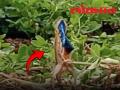 सांगलीतील तुरचीमध्ये आढळला रंगीत गळ्याचा सरडा -video - Marathi News | A colorful necked lizard was found in Turchi Sangli | Latest sangli News at Lokmat.com