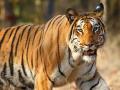 बिबट्यांनी केली पळता भुई, आता वाघोबांचीही सरबराई - Marathi News | Sanglikars will now have to get used to tigers | Latest sangli News at Lokmat.com