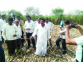 शेतकरी संघटनेने ऊसतोड रोखली - Marathi News | The farmer's organization has blocked the sugarcane | Latest sangli News at Lokmat.com