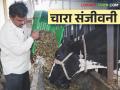 चाराटंचाईला तोंड देण्यासाठी हा चारा देतोय दुग्धव्यवसायाला संजीवनी - Marathi News | This fodder is giving life to the dairy industry to face fodder shortage | Latest agriculture News at Lokmat.com