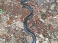 शाहूवाडीत आढळला दुर्मिळ जातीचा साप - Marathi News | Rare species of snake found in Shahuwadi | Latest kolhapur News at Lokmat.com