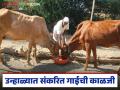 Dairy Farming : दुधात घट झाली, उन्हाळ्यात संकरीत गाईंची 'अशी' घ्या काळजी; हा खास प्लॅन वापरा! - Marathi News | Latest news Milk production has decreased, take care of hybrid cows in summer; use this special plan! | Latest agriculture News at Lokmat.com