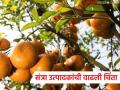 Orange Farming Problem : संत्रा बागांवर संकट; फूलगळ-फळगळ वाढली; आंबिया बहार धोक्यात वाचा सविस्तर - Marathi News | latest news Orange Farming Problem: Crisis in orange orchards; Flowering and fruiting increased; Ambia Bahar in danger Read in detail | Latest agriculture News at Lokmat.com