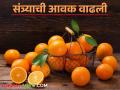 दिल्ली येथून किन्नू संत्रीची आवक सुरु; अहिल्यानगर संत्रीला दर्जानुसार काय मिळतोय दर? - Marathi News | Arrival of kinnu oranges from Delhi has started; What is the price being paid for Ahilyanagar oranges according to their quality? | Latest agriculture News at Lokmat.com