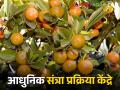 विदर्भातील पाच ठिकाणी आधुनिक संत्रा प्रक्रिया केंद्र, पण केवळ निर्णयचं! - Marathi News | Latest News Modern orange processing center at five locations in Vidarbha | Latest agriculture News at Lokmat.com