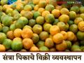Orange Planting Techniques : संत्र्याच्या गोडव्यातून आर्थिक उन्नतीचा 'हा' आहे मंत्र वाचा सविस्तर - Marathi News | Orange Planting Techniques: This is the mantra for economic growth through the sweetness of oranges. Read in detail. | Latest agriculture News at Lokmat.com