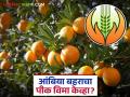 Ambiya Bahar Crop Insurance : २०२४ आंबिया बहर पीक विमा; विमा परताव्यात विलंब वाचा सविस्तर - Marathi News | latest news Ambiya Bahar Crop Insurance: 2024 Ambiya Bahar Crop Insurance; Delay in insurance refunds Read in detail | Latest agriculture News at Lokmat.com