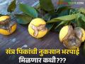 संत्रा उत्पादक शेतकरी संकटात; शासन मदत करणार तरी कधी? - Marathi News | Huge fruit loss in Ambia Bahar of oranges Orange orchards on two and a half thousand hectares are in danger?? | Latest agriculture News at Lokmat.com