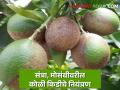 Orange Pest Management : मोसंबी व संत्रा फळ पिकांवर कोळी कीडीचा प्रादुर्भाव, असे करा नियंत्रण  - Marathi News | Latest News Control of spider mite infestation on mango and orange fruit crops see details  | Latest agriculture News at Lokmat.com