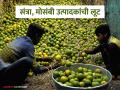 संत्रा, माेसंबी उत्पादकांची दरवर्षी 225 काेटी रुपयांनी लूट, 'या' बाजार समितीतील प्रकार - Marathi News | Latest news santra mosambi producers are robbed of Rs 225 crore every year in nagpur market yard | Latest agriculture News at Lokmat.com