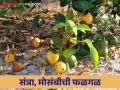 संत्रा व मोसंबी फळ पिकांतील बुरशीजन्य फळगळीचे व्यवस्थापन कसे कराल? - Marathi News | How to manage fungal fruit drop in orange and sweet lemon fruit crops? | Latest agriculture News at Lokmat.com