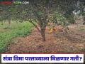 Orange Crop Insurance : संत्रा विमा परताव्याला गती; शेतकऱ्यांना मिळणार मोठा फायदा वाचा सविस्तर - Marathi News | latest news Orange Crop Insurance: Orange insurance refunds accelerate; Farmers will get big benefits Read in detail | Latest agriculture News at Lokmat.com