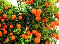 जागतिक संत्रा महोत्सव होणार जानेवारी महिन्यात - Marathi News | In the month of January to be the World Orange Festival | Latest nagpur News at Lokmat.com