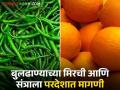 Green Chili and Orange Export : मिरचीचे देठ लवकर सुकत नसल्याने आखाती देशात मागणी - Marathi News | Green Chili and Orange Export : Demand in Gulf countries as chili stalks do not dry quickly | Latest agriculture News at Lokmat.com