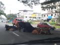 सरळगाव नाक्यावर होतेय गुरांमुळे वाहतूककोंडी - Marathi News | Direct traffic was on the nose due to cattle traffic | Latest thane News at Lokmat.com