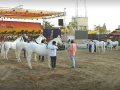 एक कोटी हो या पाच कोटी, बोलने में क्या हर्ज... - Marathi News | maharashtra nandurbar sarangkheda horse market prices in crores are just a chat | Latest nandurbar News at Lokmat.com