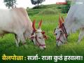 Bail Pola : बैलपोळा : सर्जा-राजाची रुबाबदार जोडी 'गावकी'तून हरवली, वाचा सविस्तर  - Marathi News | Latest news Bail pola Reduction in use of bullocks in agricultural work read in detail  | Latest agriculture News at Lokmat.com