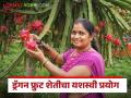 Dragon Fruit Farming : ड्रॅगन फ्रुट शेती अन् नर्सरीतुन वर्षाला एक कोटींचे उत्पन्न, वाचा सरला चव्हाण महिला शेतकऱ्याची यशोगाथा - Marathi News | Latest News Annual Income of One Crore from Dragon Fruit Farming and NurseryThe Success Story of Sarla Chavan | Latest agriculture News at Lokmat.com