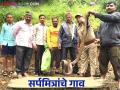 कोल्हापूर जिल्ह्यातील या गावाला सर्पमित्रांचं गाव म्हणून ओळख वाचा सविस्तर - Marathi News | This village in Kolhapur district is known as the village of Sarpamitra, read in detail | Latest agriculture News at Lokmat.com
