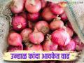 Kanda Bajar Bhav : सातारा बाजार समितीत उन्हाळ कांद्याची आवक सुरु; कसा मिळतोय दर? - Marathi News | Kanda Bajar Bhav : Arrival of summer onions has started in Satara Market Committee; How are you getting the price? | Latest agriculture News at Lokmat.com