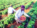 स्ट्रॉबेरी उत्पादकांमध्ये ४०० शेतकरी पदवीधर - Marathi News | 400 farmers graduate in strawberry growers | Latest satara News at Lokmat.com