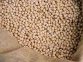 वाशिमच्या शेतकऱ्यांकडून अकोल्यातून सोयाबीन बियाणांची खरेदी! - Marathi News | Soybean seeds purchased from Washim farmers in Washim! | Latest akola News at Lokmat.com