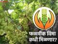 Crop Insurance : फळपिक विम्याचे पैसे कधी मिळणार? ३४४ कोटी मंजूर पण अद्यापही शेतकऱ्यांना लाभ नाही - Marathi News | | Latest agriculture News at Lokmat.com