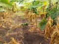 वादळवारा, अवकाळी पावसामुळे ५१० एकरातील पिकांचे नुकसान! - Marathi News | Crop damage in 510 acres due to storm, unseasonal rain in Washim | Latest vashim News at Lokmat.com