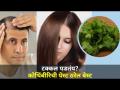 डोक्याच्या पुढच्या बाजूने टक्कल पडायला सुरुवात | Coriander Benifits | Hair Care | Hairfall - Marathi News | Baldness on the front of the head | Coriander Benefits | Hair Care | Hairfall | Latest oxygen Videos at Lokmat.com