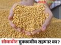 सोयाबीनचे दर काही वाढेनात; सोयाबीन उत्पादक शेतकरीवर्ग चिंतेत - Marathi News | Soybean prices will not increase; Soybean farmers are worried | Latest agriculture News at Lokmat.com