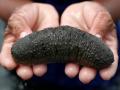 काय आहे हे Sea Cucumber ज्याची किंमत आकाशाला भिडते आणि भारतात का आहे यावर बंदी? - Marathi News | Why this Sea cucumber are so expensive | Latest jarahatke News at Lokmat.com