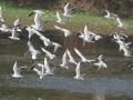 सिगलचे थवे मुंबईत आले - Marathi News | segulls came to Mumbai | Latest mumbai Videos at Lokmat.com