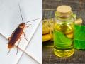 झुरळांचा बंदोबस्त करण्यासाठी वाटीभर पाण्यांत मिसळा 'या' तेलाचे काही थेंब - झुरळं पळतील लांब, विषारी खडू विसरा... - Marathi News | secret trick to get rid of cockroaches neem oil for cockroaches get rid of cockroaches naturally natural cockroach control at home | Latest sakhi News at Lokmat.com