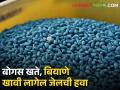 सावधान! बोगस खते, बियाणे विकाल तर तुरुंगात जाल - Marathi News | Beware! You will go to jail if you sell bogus fertilisers, seeds | Latest agriculture News at Lokmat.com