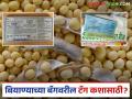 बियाण्याच्या बॅगवरील विविध रंगाचे टॅग काय सांगतात? जाणून घ्या सविस्तर - Marathi News | What do the different colored tags on seed bags mean? Find out in detail | Latest agriculture News at Lokmat.com