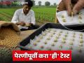 Seed Germination Test : चमकदार बियाण्यांना फसू नका; पेरणीपूर्वी 'ही' टेस्ट कराच - Marathi News | latest news Seed Germination Test: Don't be fooled by shiny seeds; do this test before sowing | Latest agriculture News at Lokmat.com