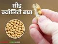 Soybean Market : 'मिल क्वॉलिटी' सोडाच; 'सीड क्वॉलिटी' सोयाबीनलाही हमीची कमी!  - Marathi News | Soybean Market: 'Mill Quality'; 'Seed quality' is not get guaranteed price for soybeans!  | Latest agriculture News at Lokmat.com