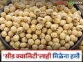 Soybean Market: 'मील' नव्हे, 'सीड' क्वालिटीलाही हमीभावाची मिळेना ग्वाही! वाचा सविस्तर - Marathi News | Soybean Market: latest news Not just 'meal', but 'seed' quality also not guaranteed! Read in detail | Latest agriculture News at Lokmat.com