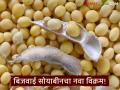 Soybean Market Update : बिजवाई सोयाबीनचा दर उच्चांकावर; प्रती क्विंटल तब्बल 'इतक्या' रुपयांनी वाढ वाचा सविस्तर - Marathi News | latest news Soybean Market Update: Soybean prices hit record high; Increase by 'so many' rupees per quintal Read in detail | Latest agriculture News at Lokmat.com