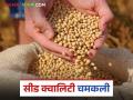 Soybean Market Update : खरीप सुरू होण्याआधीच 'सीड' क्वालिटी सोयाबीनला सोन्याचा भाव! वाचा सविस्तर - Marathi News | latest news Soybean Market Update: 'Seed' quality soybeans are worth gold even before the start of Kharif! Read in detail | Latest agriculture News at Lokmat.com