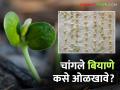बियाणे घरचे असो अथवा विकतचे, पेरणी अगोदर ही सोपी तपासणी कराच? वाचा सविस्तर - Marathi News | Whether you have homemade or purchased seeds, do this simple check before sowing? Read in detail | Latest agriculture News at Lokmat.com