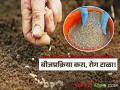 Seed Treatment : बीजप्रक्रिया करा, रोग टाळा; रब्बी पिकांसाठी तज्ज्ञांचा महत्वाचा सल्ला - Marathi News | latest news Seed Treatment: Treat seeds, avoid diseases; Important advice from experts for Rabi crops | Latest agriculture News at Lokmat.com