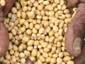 बोगस बियाण्यांचे दृष्टचक्र कधी थांबणार? - Marathi News | When will stop the cycle of bogus seeds ? | Latest manthan News at Lokmat.com