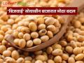 Soybean Market : सोयाबीनची आवक घटली; बाजार समितीवरील ताण हलका वाचा सविस्तर - Marathi News | latest news Soybean Market: Soybean arrivals decreased; Pressure on the market committee eased Read in detail | Latest agriculture News at Lokmat.com