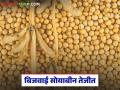 Soybean Market : १३ दिवसांत बाजार बदलला; बिजवाई सोयाबीन दराने गाठला उच्चांक - Marathi News | latest news Soybean Market: The market changed in 13 days; Soybean seed prices reached an all-time high | Latest agriculture News at Lokmat.com