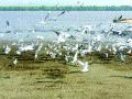 जेसलपार्क खाडीकिनारा परदेशी पाहुण्यांनी बहरला - Marathi News | The Jaisalpark creek grew out of foreign birds | Latest thane News at Lokmat.com