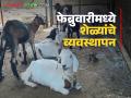 Goat Farming Tips : सकाळची थंडी, दुपारचे कडक ऊन, फेब्रुवारीमध्ये शेळ्यांची काळजी कशी घ्याल?  - Marathi News | Latest News Goat Farming Tips how do you take care of goats in February month | Latest agriculture News at Lokmat.com