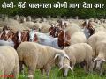 शेळी-मेंढीपालनासाठी का नाही जागा ; सरकार देणार तरी कसे अनुदान? वाचा सविस्तर - Marathi News | Why is there no place for goat-sheep rearing; Even if the government gives subsidies, how? Read in detail | Latest agriculture News at Lokmat.com